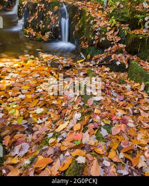 Wasserfälle im Great Smoky Mountains National Park Stockfoto