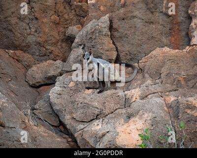 Black Footed Rock Wallaby, auch bekannt als Black-flanked Rock-Wallaby, Petrogale lateralis. Stockfoto