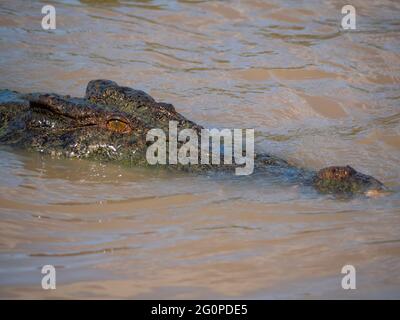 Salzwasser-Krokodil, Crocodylus porosus, auch bekannt als Esturin-Krokodil oder Saltie. Stockfoto