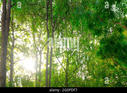 Grüner Baum im Wald mit Sonnenlicht. Tropischer Wald. Saubere Umgebung. Ökosystem. Dichter Baum im Dschungel. Frische Luft im grünen Dschungel. Grüner Baum. Stockfoto