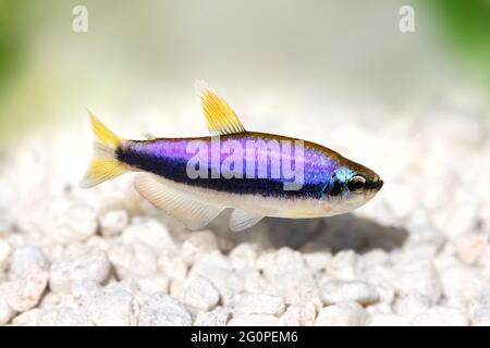 Blue Emperor Tetra Inpaichthys kerri tropische Aquarienfische isoliert Stockfoto