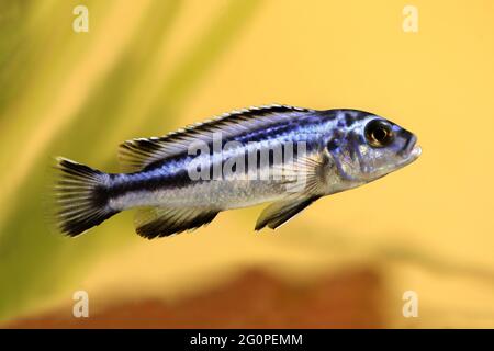 Blaugraue mbuna malawi-Buntbarsch Melanochromis johannii Aquarienfisch johanni Stockfoto