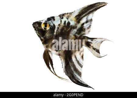 Tiger Marmor Angelfisch pterophyllum scalare Aquarienfische Stockfoto