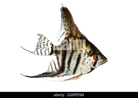 Tiger Marmor Angelfisch pterophyllum scalare Aquarienfische Stockfoto