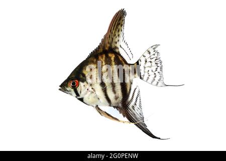Tiger Marmor Angelfisch pterophyllum scalare Aquarienfische Stockfoto