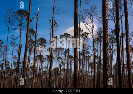 Langblättrige Pinien im Weeks Bay National Estuarine Research Reserve in der Nähe von Fairhope, Alabama, erstrecken sich am 20. Mai 2021 in Richtung Himmel. Stockfoto