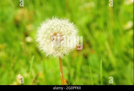 Eine verblasste weiße Knospe vor einem Hintergrund aus grünem Gras. Wilde Blumen. Stockfoto