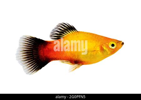 sunburst platy Männchen Xiphophorus maculatus tropischen Aquarienfisch Stockfoto