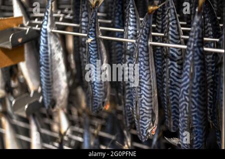 Makrele hängt in einem speziellen Metallbehälter. Der Fisch wird für den Rauchprozess vorbereitet Stockfoto