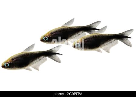 Schwarzer Kaiser tetra Nematobrycon amphiloxus tropischer Aquarienfisch Neon tetra Stockfoto