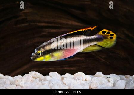 Männchen Pelvicachromis pulcher kribensis cichlid Aquarienfisch isoliert auf weiß Stockfoto