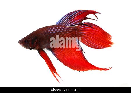 Betta splendens Siam kämpfen Aquarienfische Stockfoto