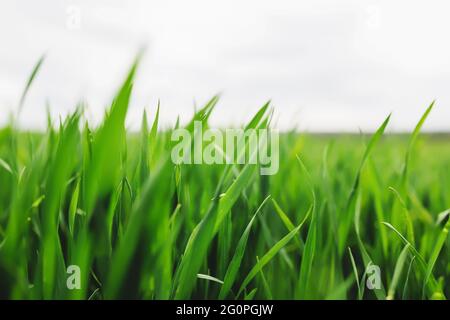 Endlose grüne Felder mit wachsenden Weizen und Mais im Frühjahr. Hochwertige Fotos Stockfoto