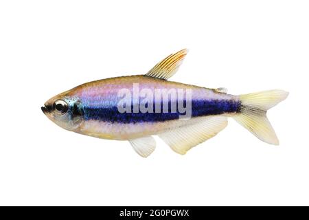 Blue Emperor Tetra Inpaichthys kerri tropische Aquarienfische isoliert Stockfoto