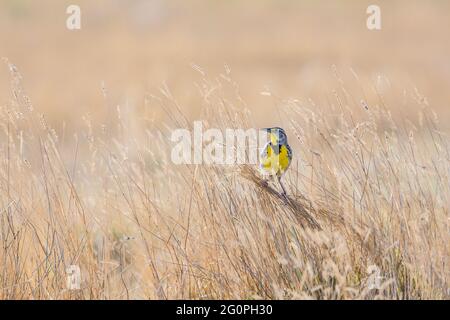 WESTERN Meadowlark, Sturnella neglecta, thront auf einem Haufen Grashalme, die sich in den Füßen versammelt haben, im Badlands National Park, South Dakota, USA Stockfoto