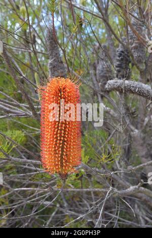 Banksia ericifolia (Heidelbeer-Banksia) in Sydney, Australien Stockfoto