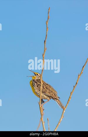 WESTERN Meadowlark, Sturnella neglecta, singt auf einem Zweig, im Badlands National Park, South Dakota, USA Stockfoto