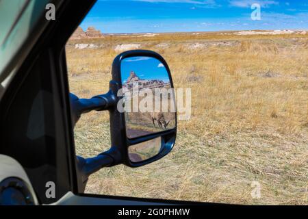 Das Bighorn-Schaf, Ovis canadensis, spiegelt sich im Rückspiegel eines Transporters auf der Prärie im Badlands National Park, South Dakota, USA Stockfoto