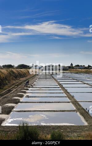 FRANKREICH, CHARENTE-MARITIME (17) ILE DE RE, LOIX, SALT MARSH Stockfoto