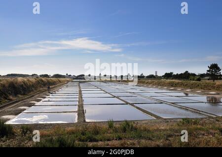 FRANKREICH, CHARENTE-MARITIME (17) ILE DE RE, LOIX, SALT MARSH Stockfoto