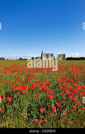 FRANKREICH, CHARENTE-MARITILME (17) RE ISLAND, ABTEI VON CHATELIERS UND MOHN-FELD Stockfoto
