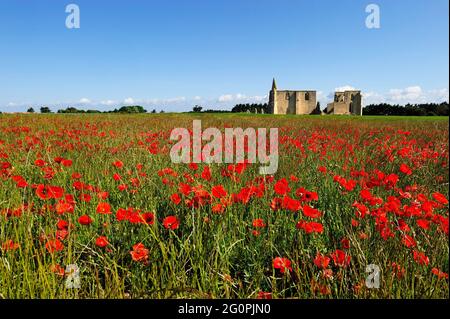 FRANKREICH, CHARENTE-MARITILME (17) RE ISLAND, ABTEI VON CHATELIERS UND MOHN-FELD Stockfoto