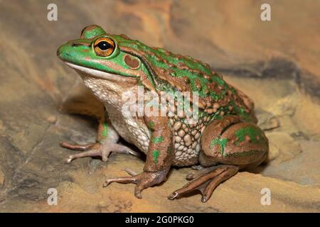 Gefährdeter Knurrfrosch aus Südaustralien Stockfoto