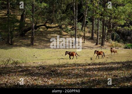 Ponys und Rasseln auf einem Grasland am Fuße des Mutis-Berges in der Nähe des Dorfes Fatumnasi in Süd-Zentral-Timor, Timor-Insel, Ost-Nusa Tenggara, Indonesien. Stockfoto