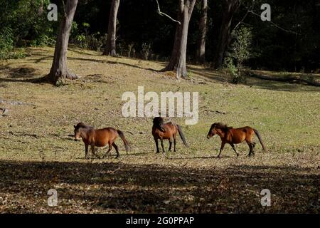 Ponys wandern auf einem Grasland am Fuße des Berges Mutis in der Nähe von Fatumnasi Dorf in Süd-Zentral-Timor, Timor Insel, Ost-Nusa Tenggara, Indonesien. Stockfoto