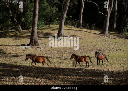 Ponys auf einem Grasland am Fuße des Berges Mutis in der Nähe von Fatumnasi Dorf in Süd-Zentral-Timor, Timor-Insel, Ost-Nusa Tenggara, Indonesien. Stockfoto