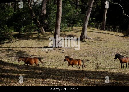 Ponys auf einem Grasland am Fuße des Berges Mutis in der Nähe von Fatumnasi Dorf in Süd-Zentral-Timor, Timor-Insel, Ost-Nusa Tenggara, Indonesien. Stockfoto