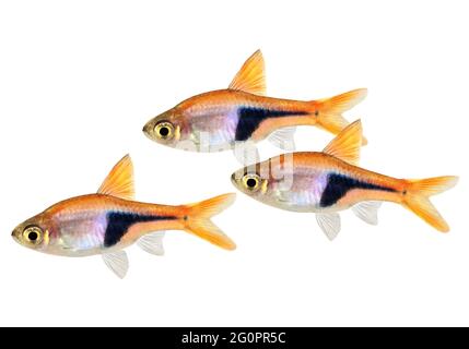 Rasbora Het Harlequin Rasbora Heteromorpha Süßwasser-Aquarienfische Stockfoto