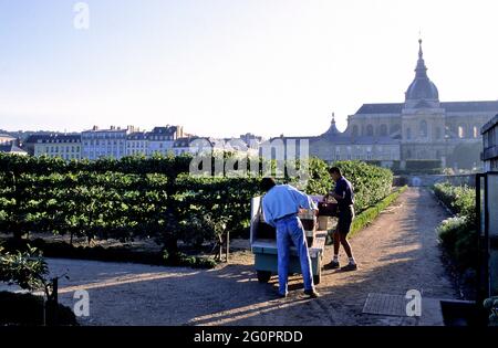 FRANKREICH, YVELINES (78) VERSAILLES, DER KÜCHENGARTEN DES KÖNIGS POTAGER DU ROI, GEMÜSEERNTE, IM HINTERGRUND DIE KATHEDRALE SAINT LOUIS Stockfoto