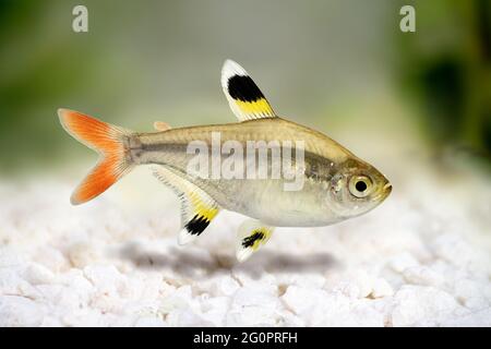 Golden Pristella tetra Pristella maxillaris Röntgenbild-tetrafisch isoliert auf Weiß Stockfoto