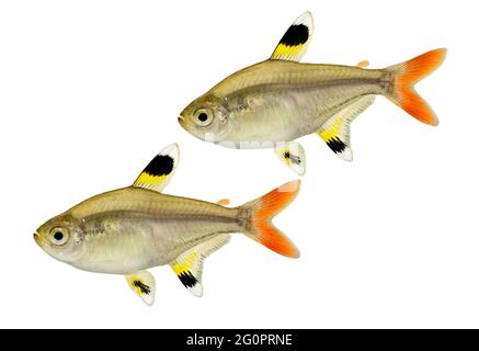 Golden Pristella tetra Pristella maxillaris Röntgenbild-tetrafisch isoliert auf Weiß Stockfoto