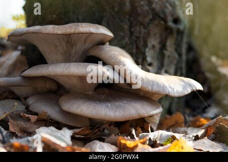 Große schöne Pilze Pleurotus ostreatus im Herbstwald in der Nähe Ein Baum zwischen abgefallenen Blättern Stockfoto