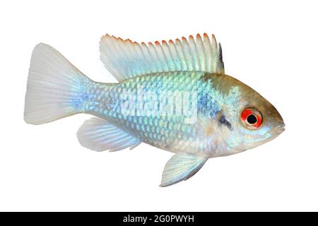 deutscher elektrischer Blaurammfisch Zwergbuntbarsch Mikrogeophagus ramirezi Aquarienfisch Stockfoto