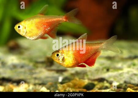 Schwarm von Orange Red Flame Tetra Hyphessobrycon flammeus Rio tetra tropischer Aquarienfische Stockfoto