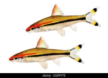 Aquarienfische Denison-Barbe Roseline Shark Sahyadria denisonii Stockfoto