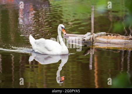 Der weiße Schwan schwimmt aus der Nähe auf dem See, der sich im Wasser spiegelt. Naturfotografie mit Wildvögeln. Schönheit in der Natur. Warmer Frühlingstag Stockfoto