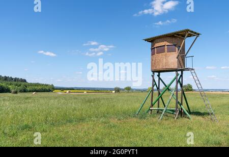 Geschlossene Hirsche stehen auf einer Wiese in ländlicher Landschaft Stockfoto