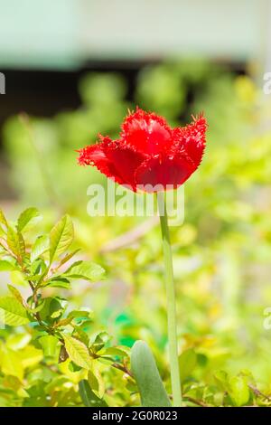 Die rote Samttulip ist von grünen Blättern umgeben. Schönheit in der Natur, blühende Pflanze im Frühling oder Sommer. Es ist Speicherplatz für Kopien vorhanden. Unschärfe-Funktion für den Hintergrund. Stockfoto