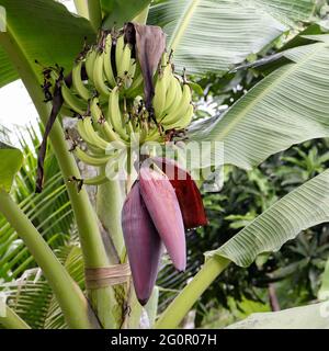 Vorzeitige grüne Bananen und eine violette Bananenblüte in einer Kochbananenfarm Stockfoto