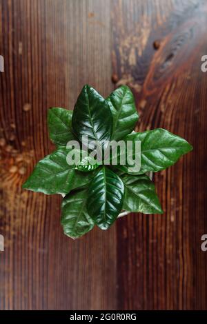 Auf einem Holztisch steht eine junge grüne Kaffeepflanze in einem Eisentopf. In der Nähe der Kanne befinden sich Kaffeebohnen. Flach liegend. Stockfoto