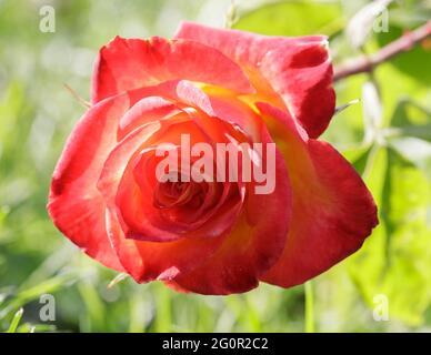 „Perfect Moment“-Hybridrose aus roter Mischung in Blüte. San Jose Municipal Rose Garden, San Jose, Kalifornien, USA. Stockfoto