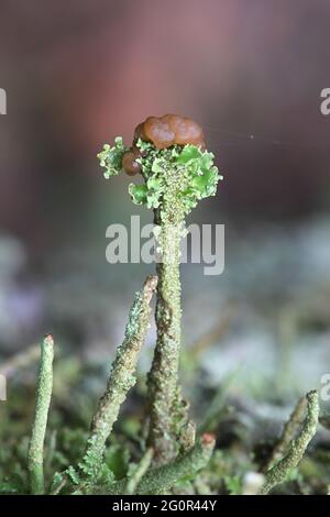 Cladonia gracilis subsp. Turbinata, eine Pokalflechte aus Finnland ohne gemeinsamen englischen Namen Stockfoto