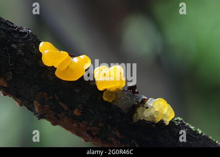 Tremella mesenterica, als gelbe Gehirn bekannt, golden jelly Fungus, Gelb trembler oder Hexen", Butter, Pilze aus Finnland Stockfoto