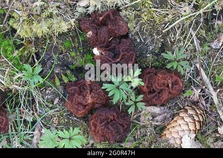 Gyromitra esculenta, bekannt als False Morel, wilder Pilz aus Finnland Stockfoto