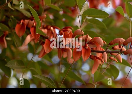 Pfauenblume Rote Blumen Caesalpinia Nahaufnahme. Speicherplatz kopieren. Natürlicher, botanischer Hintergrund. Hochwertige Fotos Stockfoto