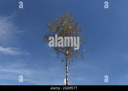 Low-Angle-Aufnahme eines traditionellen Maibaum mit farbigen Bändern auf blauem Hintergrund Stockfoto